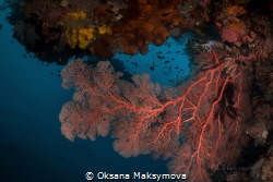Amazing underwater world of Raja Ampat by Oksana Maksymova 